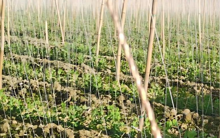 農副產品配送教您種植荷蘭豆時豆莢斑駁卷曲怎么處理